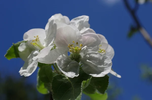 Manzano floreciente —  Fotos de Stock