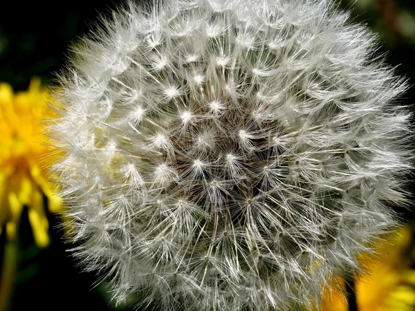 Paardebloem met zaden — Stockfoto