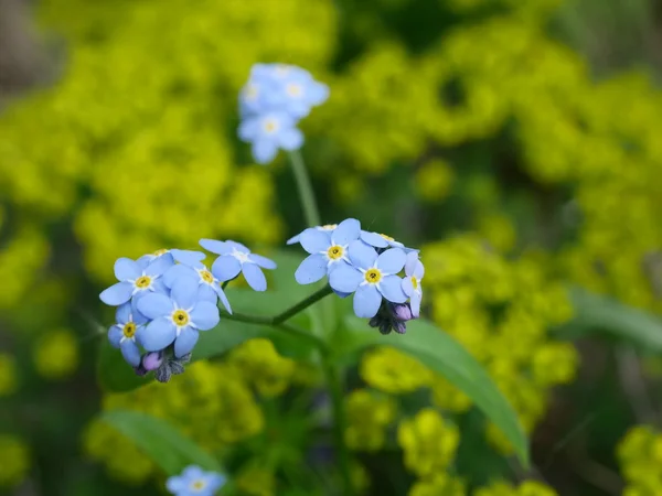Zgoda z kwiatów roślin — Zdjęcie stockowe