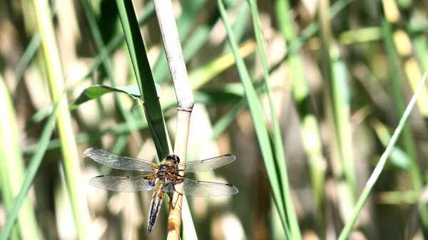 Grande libellula — Foto Stock