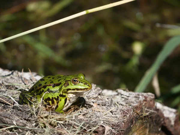 Siedzi zielona żaba — Zdjęcie stockowe