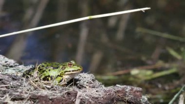 gövde üzerinde Grenn kurbağa
