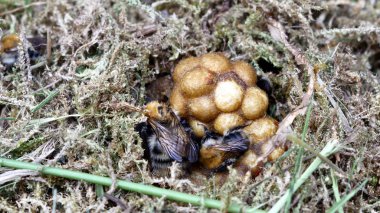 yuvaya bumble bee