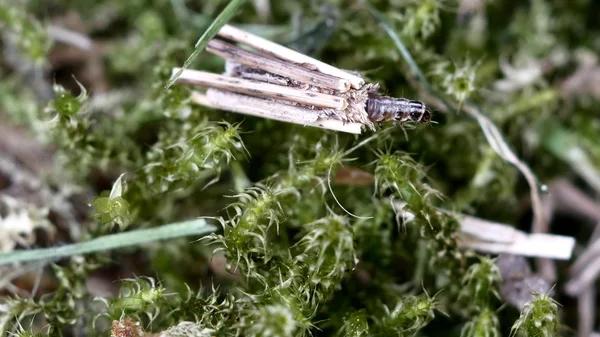 Larva animale trichotteri — Foto Stock