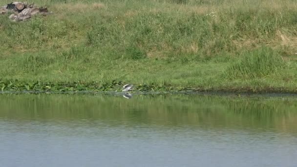 Vogel reiger door de rivier — Stockvideo