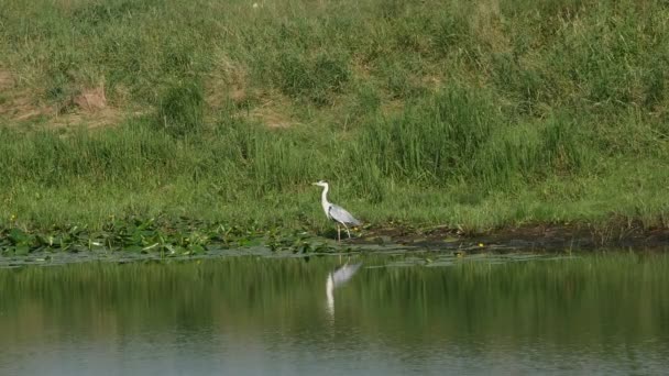 héron oiseau au bord de la rivière 