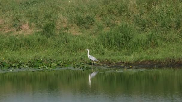 Héron oiseau au bord de la rivière — Video