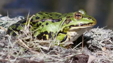 Yeşil büyük kurbağa