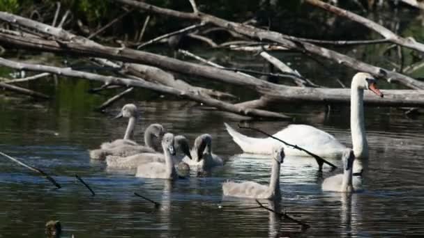 Familia del cisne en el agua — Vídeos de Stock