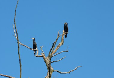 Kuru ağacında karabatak