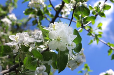 çiçek açan elma ağacı