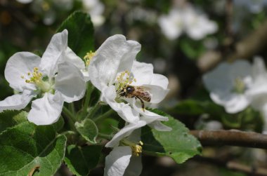 çiçek açan elma ağacı