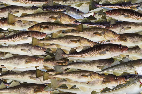 Bacalhau grande — Fotografia de Stock