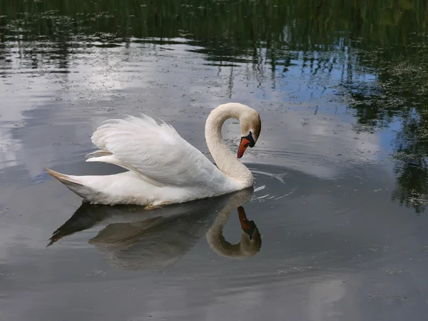 Velká labuť na jezeře — Stock fotografie