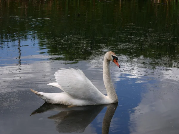 大きな白鳥の湖で — ストック写真