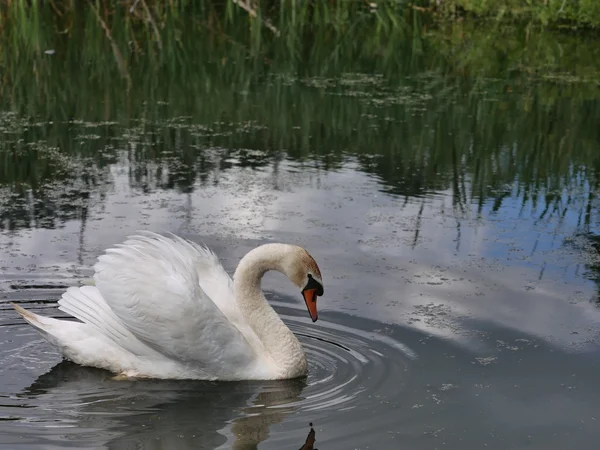 Velká labuť na jezeře — Stock fotografie