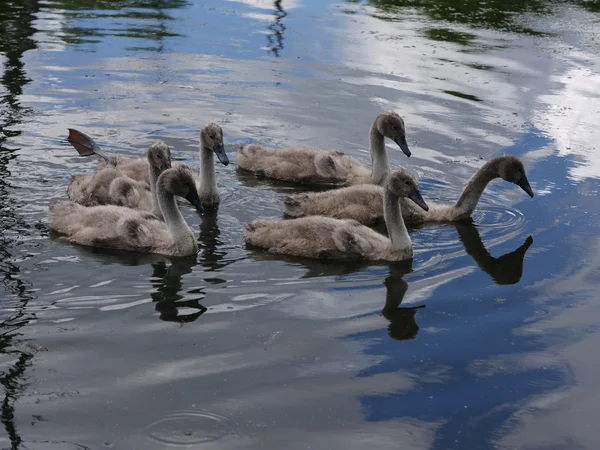 Famiglia dei cigni sul lago — Foto Stock