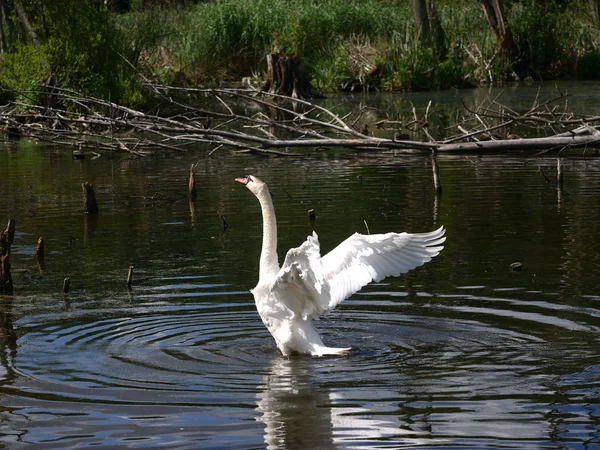 Velká labuť na jezeře — Stock fotografie