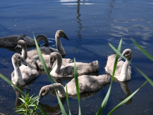 Swan familie op lake — Stockfoto