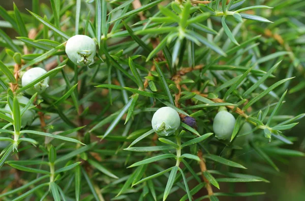 Branch of juniper with berries — Stock Photo, Image