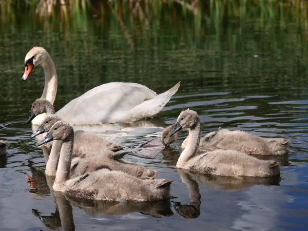 Swan familie op lake — Stockfoto