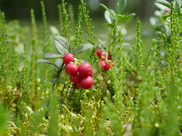 Rode cranberry op mos — Stockfoto