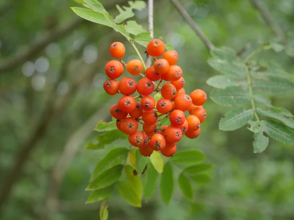 Bos van rode rowan — Stockfoto