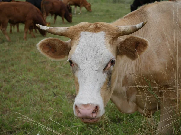 Vaca em pasto — Fotografia de Stock