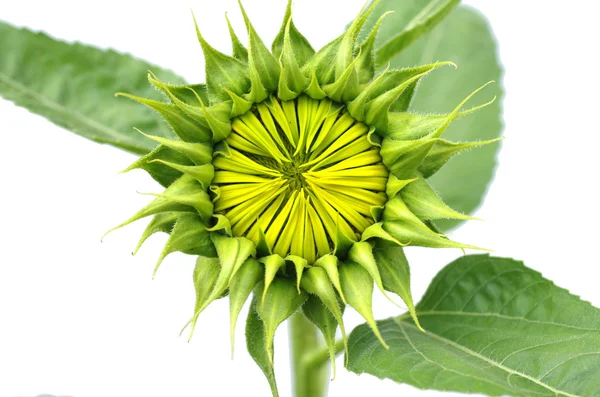 Girasol en crecimiento sobre fondo blanco —  Fotos de Stock