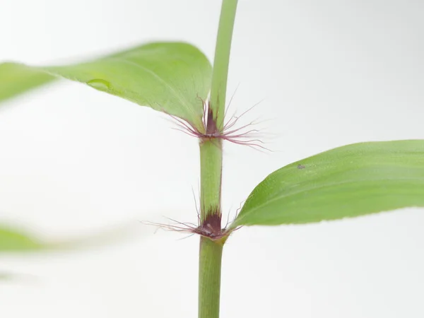 小さな植物竹 — ストック写真
