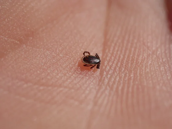 Tick on hand — Stock Photo, Image