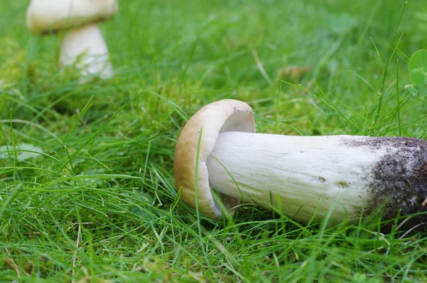 Boletus on green grass — Stock Photo, Image