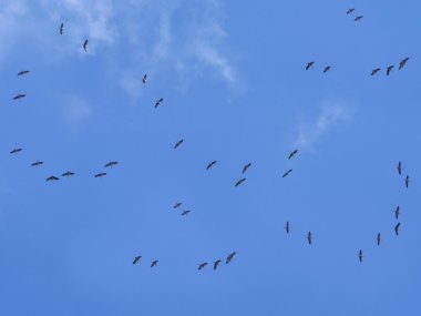 Dış görev uçan kuşlar  