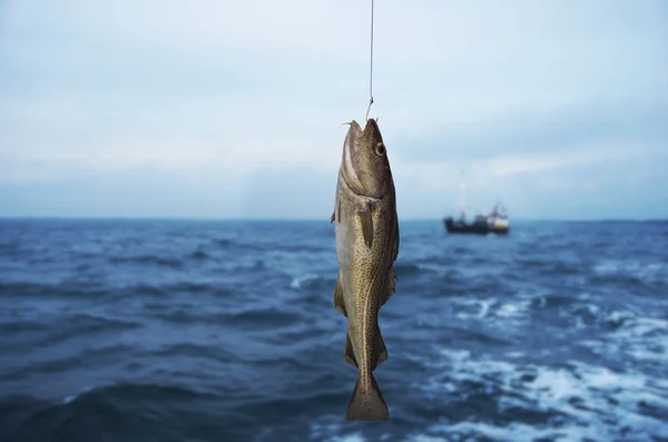 Deniz arka plan üzerinde morina