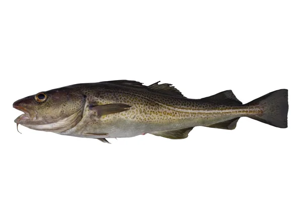 Codfish on white background — Stock Photo, Image