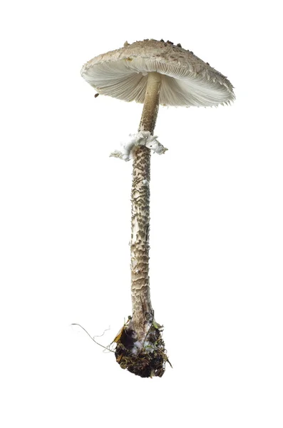 Cogumelo guarda-sol no fundo branco — Fotografia de Stock