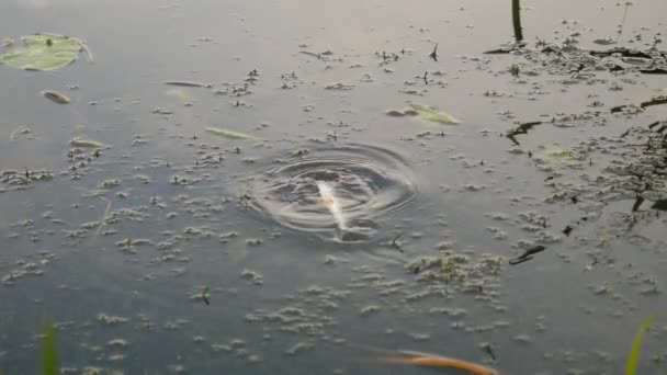 Poleiro de peixe na vara de pesca — Vídeo de Stock