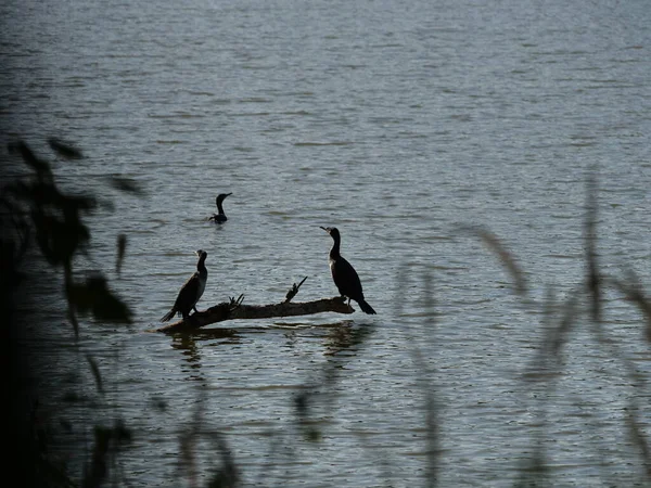 Cormorants Wooden Board Background Water — Stock Photo, Image