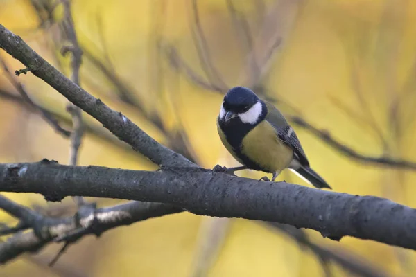 Mésange Oiseau Sur Fond Arbre Paysage Automne — Photo