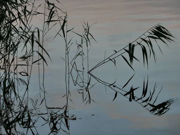 Green Reeds Blue Water Background Summer Time — Stock Photo, Image