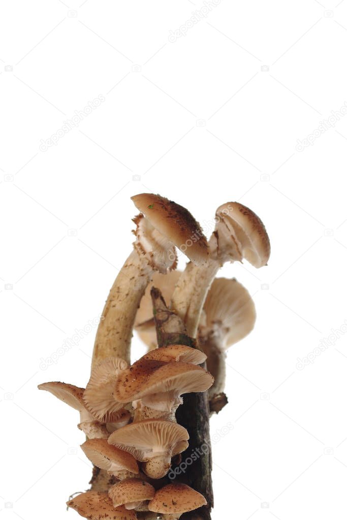  honey funguses on a white background
