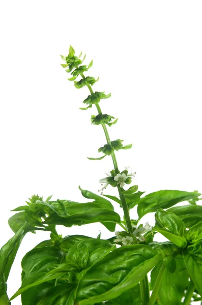 Zelená čerstvá bazalka s květinou — Stock fotografie