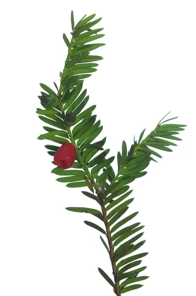 Yew twig with fruits — Stock Photo, Image