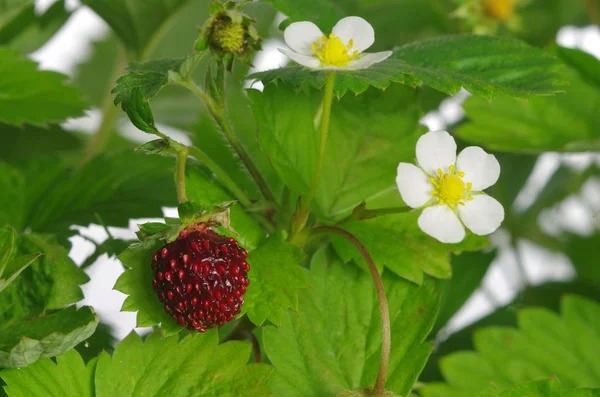 Red and unripe wild strawberry — Stock Photo, Image