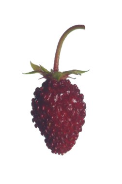 Kırmızı yabani çilek 