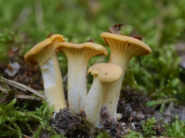 Pieprznik jadalny grzyby jadalne — Zdjęcie stockowe