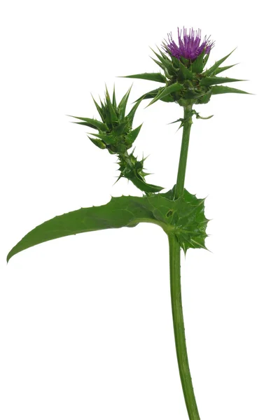 Herb milk thistle silybum marianum — Stock Photo, Image