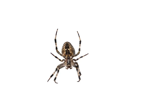 교차 하는 거미 — 스톡 사진