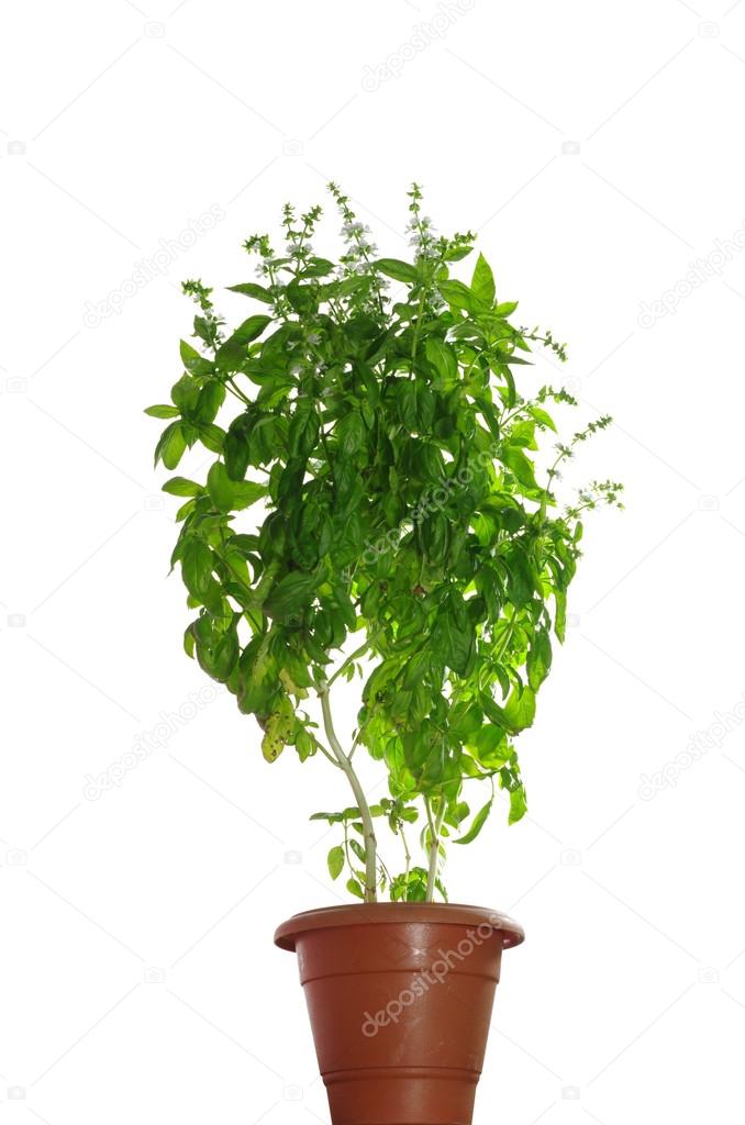 green basil