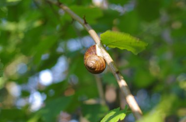 Roma salyangoz helix pomatia 